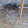 Ausgesetzte Kaninchen